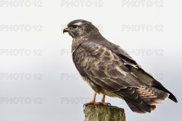 Typical picture... Buzzard (Buteo buteo) sits on a fence post while hunting, typical post hunter,