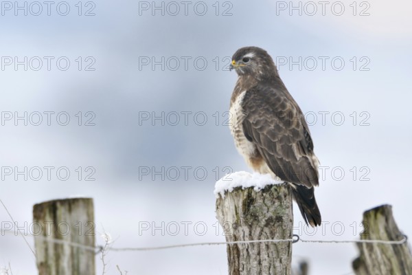 Buzzard (Buteo buteo) in cold winter, sitting on a fence post in the snow, most common native bird