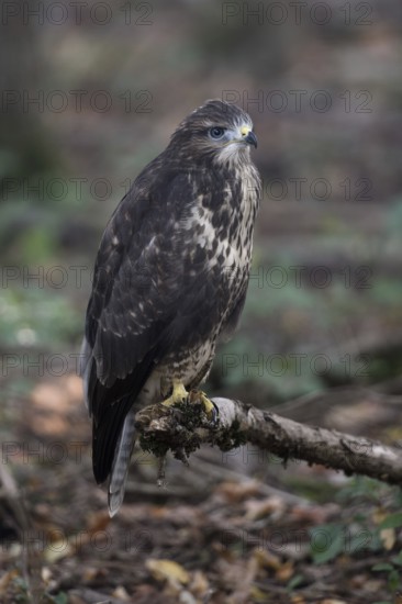 Fledged, but still uncertain... Buzzard (Buteo buteo), freshly fledged young bird with still blue