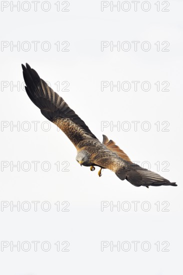 Spectacular flyer... Red kite (Milvus milvus), certainly one of the most beautiful native birds of