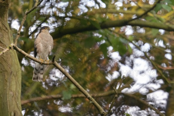 Bird of prey in a tree... Sparrowhawk (Accipiter nisus), male, male bird, tercel sitting in a tree,
