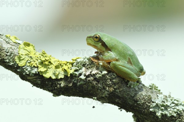 European tree frog (Hyla arborea) sitting on a lichen-covered branch in its natural environment,