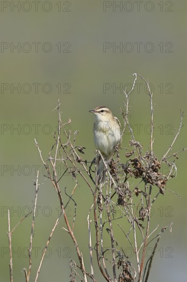 Reed warbler (Acrocephalus schoenobaenus) sitting in a shrub in its natural environment, Wildlife,