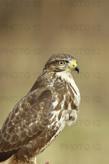 Buzzard (buteo buteo), light-coloured variant, light morph, side view, animal portrait, wildlife,