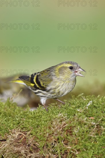 Siskin (Carduelis spinus), female sitting on moss, mossy ground, Wilnsdorf, North Rhine-Westphalia,