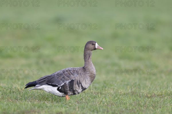 White-fronted goose (Anser albifrons), standing in a meadow in the wintering area, wildlife,