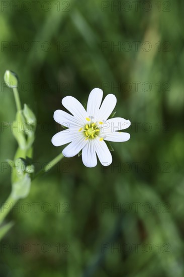 Greater stitchwort (Stella holostea), flowering in the forest, close-up, spring, Wilnsdorf, North
