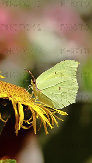 Lemon butterfly (Gonepteryx rhamny) on a yellow flower of a Great Telekie (Telekia speciosa),