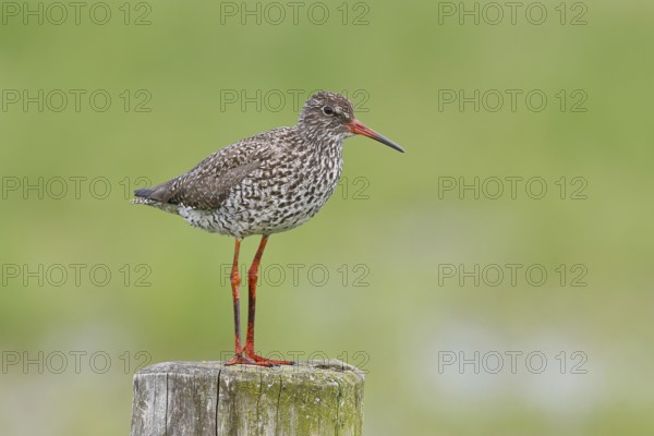 Redshank (Tringa totanus) standing on a pasture fence post, snipe bird, spring, wildlife, HÃ¼de,