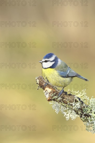 Blue tit (Parus caeruleus), sitting on a branch overgrown with reindeer lichen (Cladonia