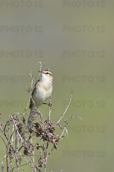 Reed warbler (Acrocephalus schoenobaenus) sitting in a shrub in its natural environment, Wildlife,