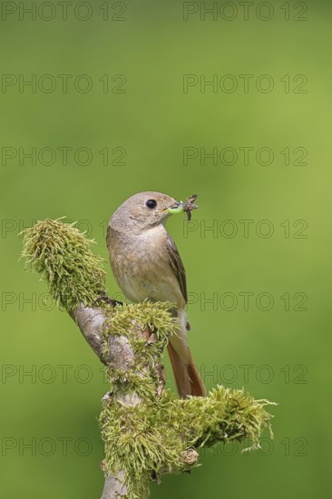 Common redstart (Phoenicurus phoenicurus), female with insect in beak on moss-covered branch,
