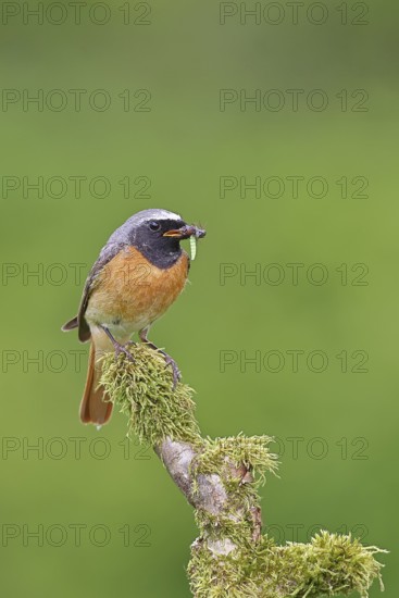 Redstart (Phoenicurus phoenicurus), male with caterpillars in beak on mossy branch, songbird,