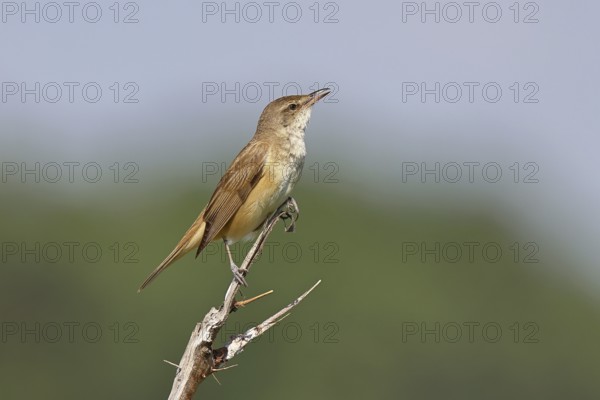 Great Reed Warbler (Acrocephalus arundinaceus), sitting on a twig, singing station, natural
