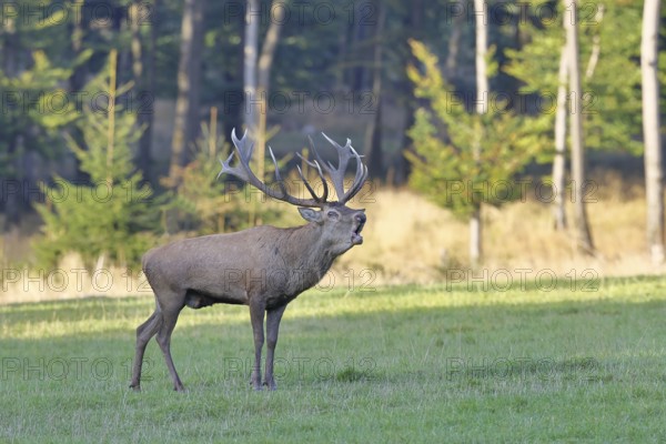 Red deer (Cervus elaphus) in rutting season, capital stag, twenty hinds, roaring in a forest