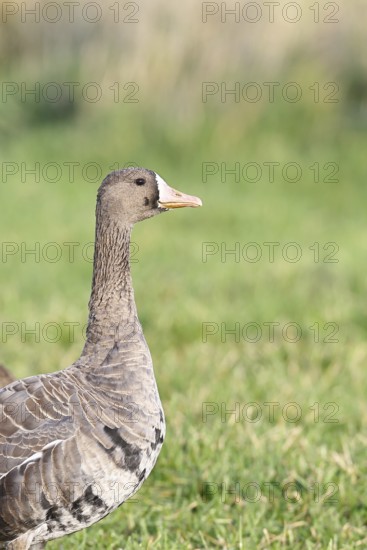 White-fronted goose (Anser albifrons), standing in a meadow in the wintering area, animal portrait,