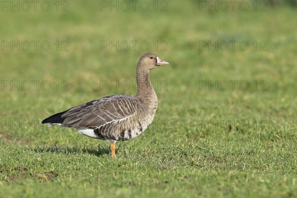 White-fronted goose (Anser albifrons), standing in a meadow in the wintering area, wildlife,