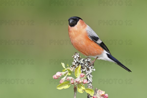 Bullfinch (Pyrrhula pyrrhula) male sitting on a branch with apple blossoms (Malus domestica),