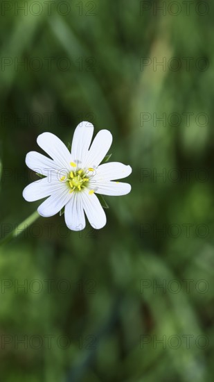 Greater stitchwort (Stella holostea), flowering in the forest, close-up, spring, Wilnsdorf, North