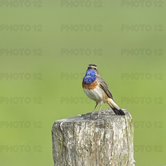 Bluethroat (Luscinia svecica cyanecula), male, on a pasture fence post, wildlife, Lembruch, Ochsen
