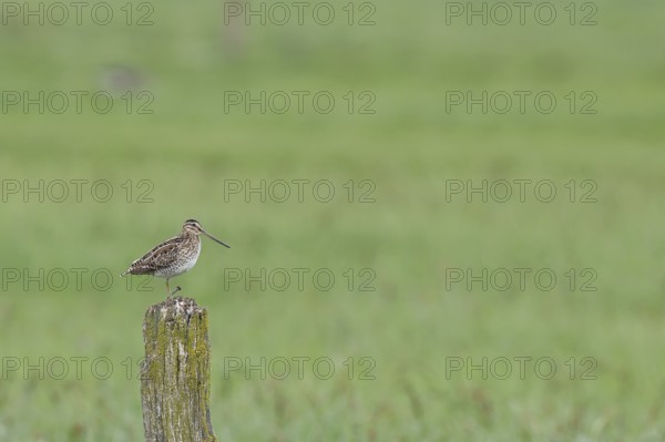 Snipe (Gallinago gallinago), standing on fence posts of a pasture, on moorland, snipe birds,