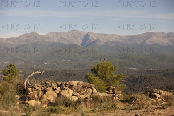 Red kite (Milvus milvus) in the landscape of Extremadura, Castilla La Mancha, Spain
