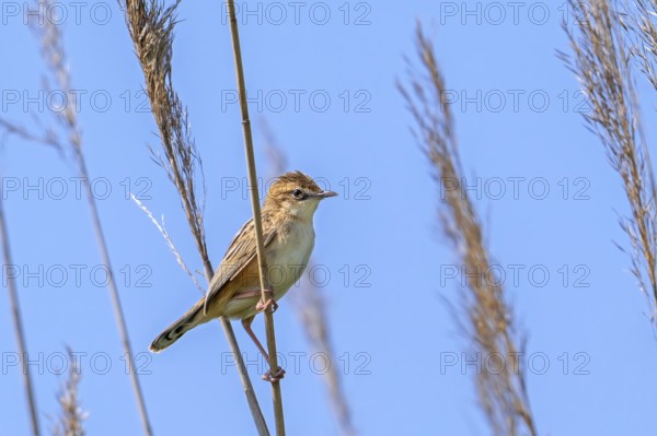 Zitting cisticola, streaked fantail warbler (Cisticola juncidis cisticola) perched in reed bed,