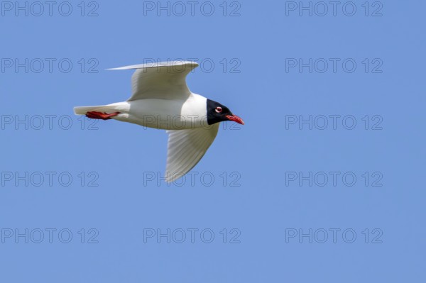 Mediterranean gull (Ichthyaetus melanocephalus, Larus melanocephalus) in breeding plumage flying