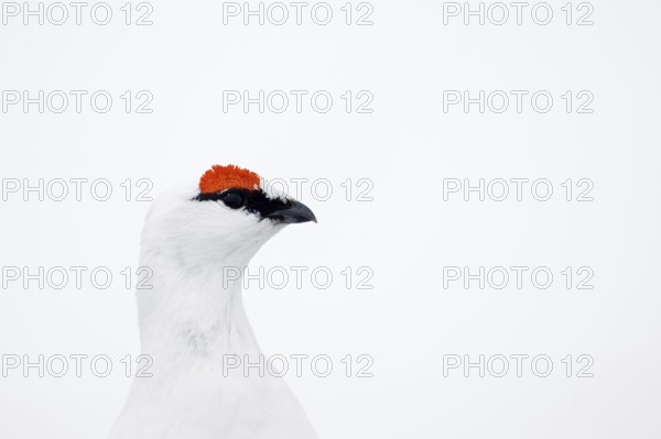 Rock ptarmigan (Lagopus muta hyperborea) male with red eyebrows showing white winter camouflage