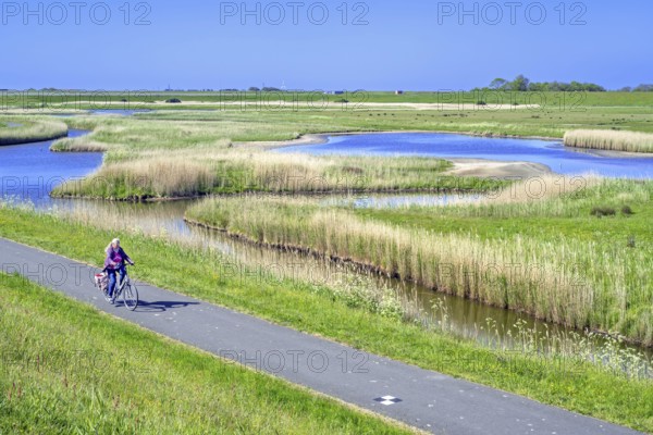 Cyclist and pond in brackish polder at nature reserve Zandkes from Natuurmonumenten near