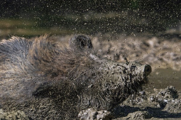 Close-up of muddy wild boar (Sus scrofa) shaking wet fur dry after taking mud bath by wallowing in