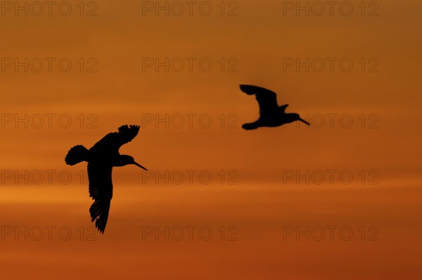 Two common pied oystercatchers, Eurasian oystercatcher (Haematopus ostralegus) silhouetted in