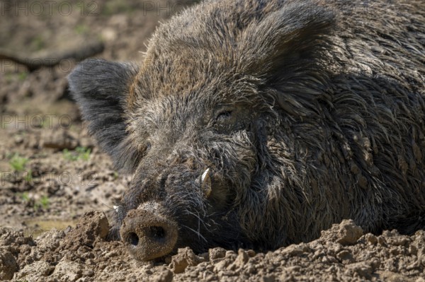 Wild boar (Sus scrofa) close-up of big male with large tusks sleeping in wallow, mud puddle