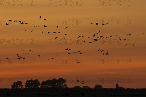 Flock of migrating brant geese, brent goose group (Branta bernicla) silhouetted in flight against