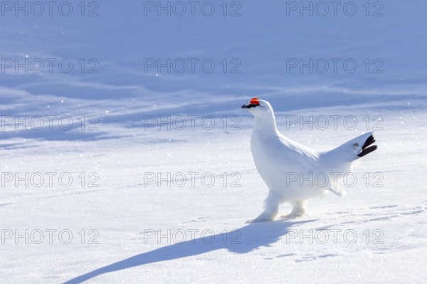 Rock ptarmigan (Lagopus muta hyperborea) male in white winter plumage with red eyebrows on snow
