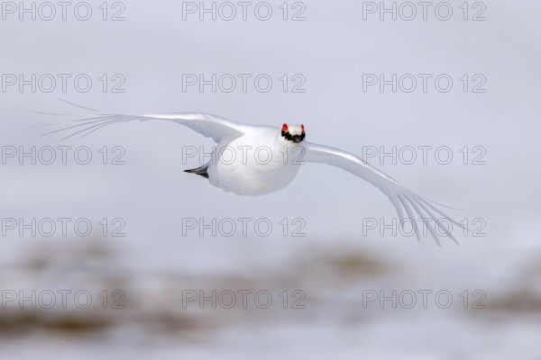 Rock ptarmigan (Lagopus muta, Tetrao mutus) male in white winter plumage with red eyebrows flying