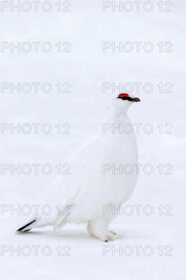 Rock ptarmigan (Lagopus muta hyperborea) male with red eyebrows showing white winter camouflage
