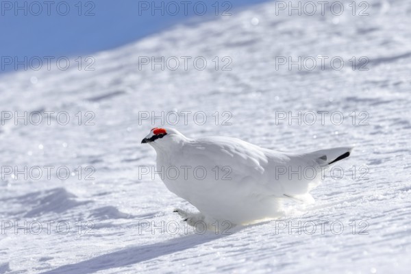 Rock ptarmigan (Lagopus muta) male in white winter plumage walking over snow covered tundra with