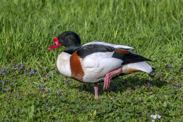 Common shelduck (Tadorna tadorna, Anas tadorna) adult male in breeding plumage resting on one leg