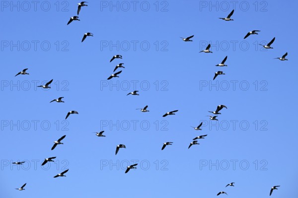 Flock of migrating brant geese, brent goose group (Branta bernicla) flying against blue sky during