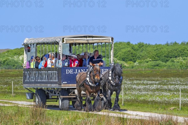 Two Belgian draught horses pulling De Jan Plezier Texel, covered wagon with tourists, on