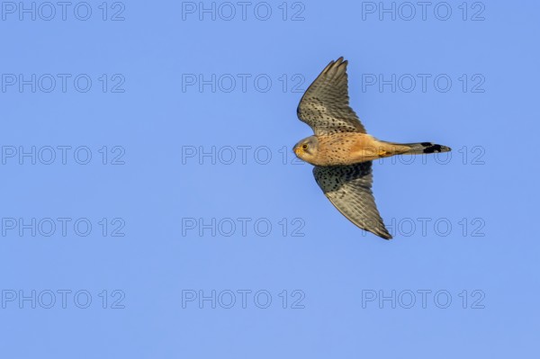 Common kestrel, European kestrel (Falco tinnunculus) adult male in flight against blue sky