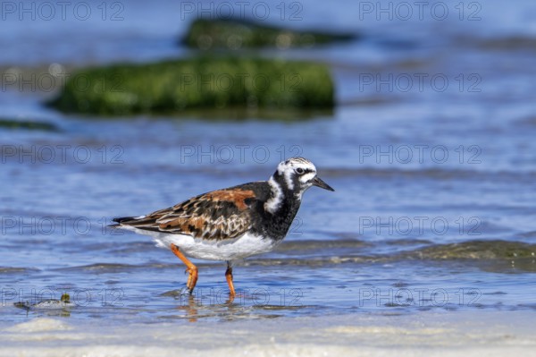 Ruddy turnstone (Arenaria interpres), adult in breeding plumage foraging in shallow water on the