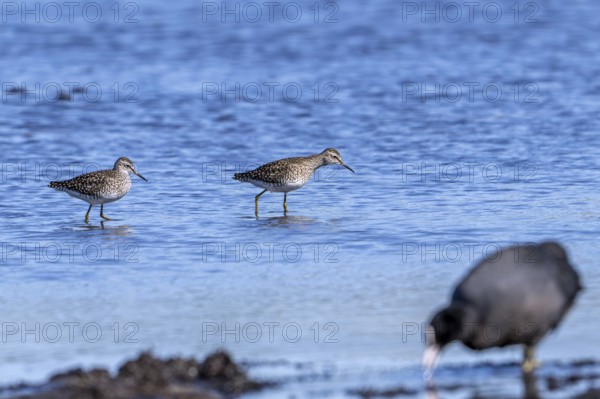 Two wood sandpipers (Tringa glareola) in breeding plumage foraging in shallow water of pond in
