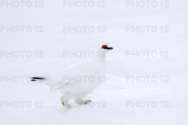 Rock ptarmigan (Lagopus muta hyperborea) male with red eyebrows showing white winter camouflage