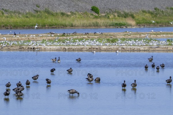 Flock of brant geese, brent goose (Branta bernicla) resting in shallow water of pond at Wagejot in