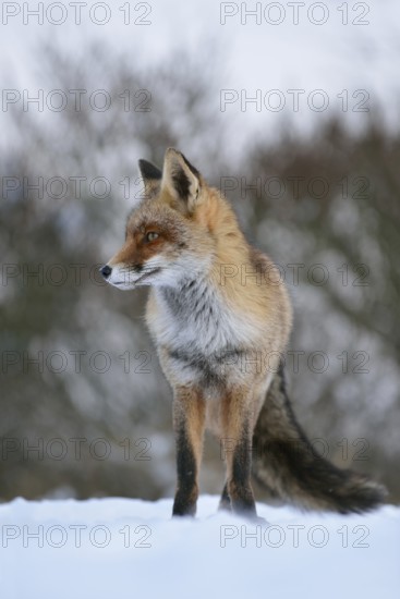 Waiting... Red fox (Vulpes vulpes), fox frontal in the snow, taken from the mouse perspective,