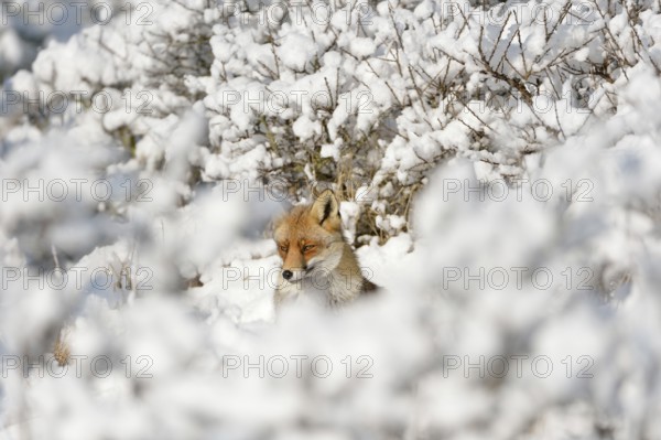 Hidden between bushes... Red fox (Vulpes vulpes) in the high snow, a winter fairy tale, native