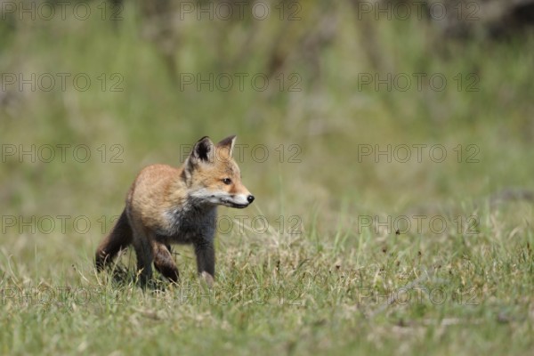 Young fox... Red fox (Vulpes vulpes), adolescent young fox exploring its habitat curiously and