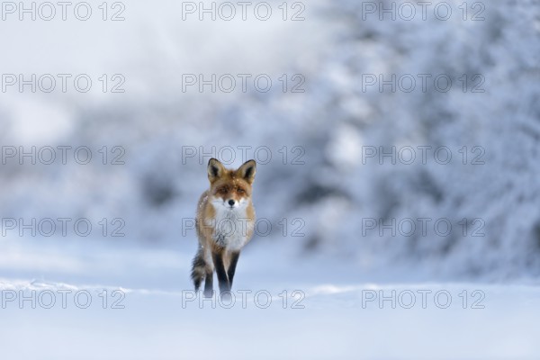 Winter wonderland... Red fox (Vulpes vulpes) runs through a snow-covered landscape along the edge